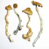 Psilocybe cubensis is a species of psilocybin mushroom of moderate potency whose principal active compounds are psilocybin and psilocin
