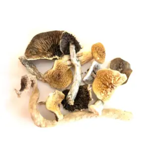 Golden Teacher Mushroom, from the species Psilocybe cubensis, are beginner-friendly in terms of their effects and have a simpler cultivation ...