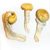 Penis envy mushrooms are a variety of mushrooms that contain the psychedelic compound psilocybin. Although some people report mental health benefits, ...