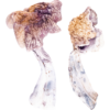Z Strain mushroom is a type of Psilocybe cubensis, a mushroom well-known for its power and its ease of cultivation. It's a medium-sized,