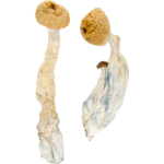 Buy Tidal Wave Mushrooms Products at Zoomies Canada. This strain causes heavy visual hallucinations with intense euphoria and mental clarity.